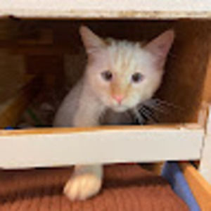 Meet your Posher, Leyla